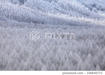 Highland larch forest covered with hoarfrost 2 Highland larch forest covered with hoarfrost 2 106640772