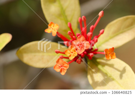 Red-orange cymes of a flowering flowering tree, Santanka (macro lens, natural light, close-up photo) Red-orange cymes of a flowering flowering tree, Santanka (macro lens, natural light, close-up photo) 106640825