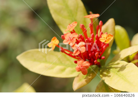 Red-orange cymes of a flowering flowering tree, Santanka (macro lens, natural light, close-up photo) Red-orange cymes of a flowering flowering tree, Santanka (macro lens, natural light, close-up photo) 106640826