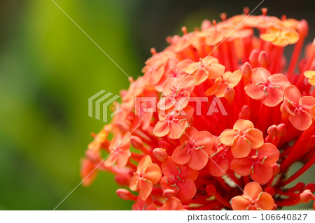Red-orange cymes of flowering tree Santanka in full bloom (using macro lens, natural light, close-up photo) Red-orange cymes of flowering tree Santanka in full bloom (using macro lens, natural light, close-up photo) 106640827