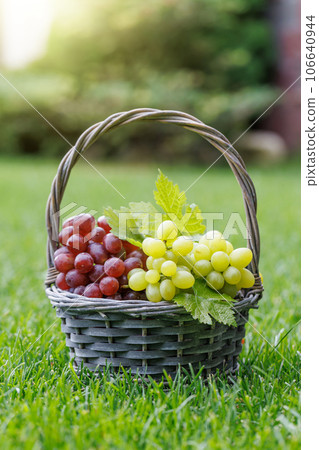 Grape in basket 106640944