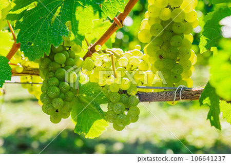 Wine Grape Chardonnay 106641237
