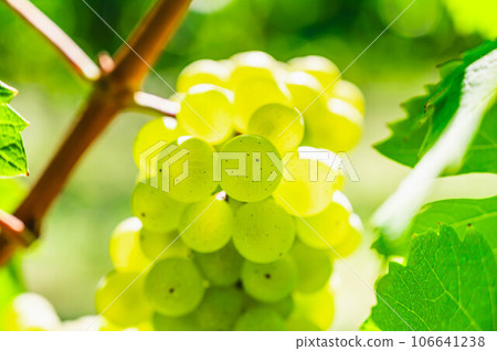 釀酒葡萄霞多麗 釀酒葡萄霞多麗 106641238