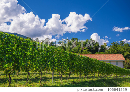 Winery vineyard Azumino Winery vineyard Azumino 106641239