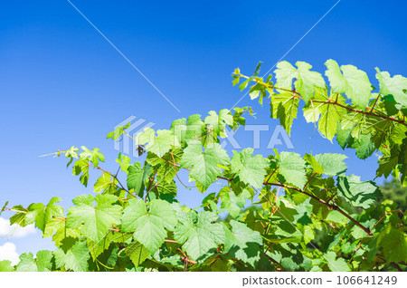 Blue sky and grape leaves Blue sky and grape leaves 106641249