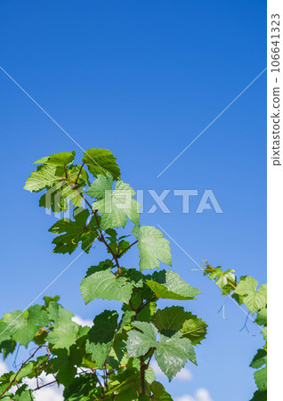 藍天和葡萄葉 106641323