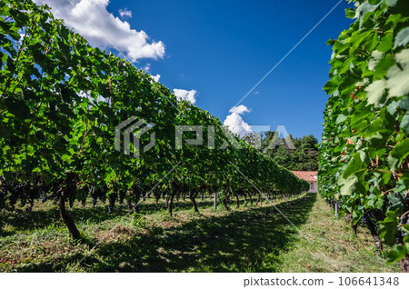 藍天和酒莊葡萄園 106641348
