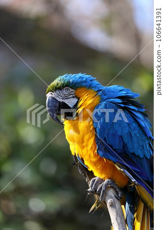 Sideways blue-and-white macaw Sideways blue-and-white macaw 106641391