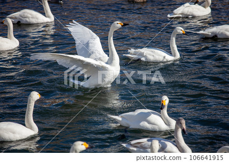 Flapping swans and flock Flapping swans and flock 106641915