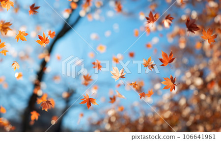 Falling autumn leaves in colorful sky.Beautiful autumn landscape with yellow trees and sun. Colorful foliage in the park. Falling leaves natural background .Autumn season concept copy space 106641961