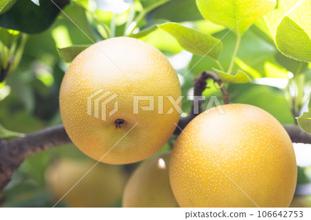 Taste of autumn, seasonal pears, new stars Taste of autumn, seasonal pears, new stars 106642753