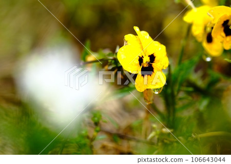 Pansies announcing the arrival of spring 106643044