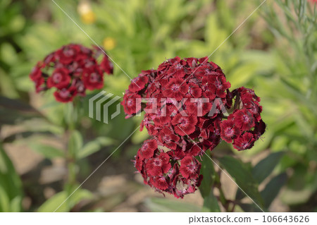 初夏盛開的美國石竹 初夏盛開的美國石竹 106643626