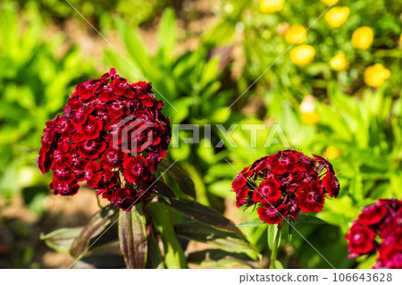 初夏花壇裡盛開的美國石竹 初夏花壇裡盛開的美國石竹 106643628