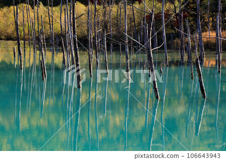 Autumn Blue Pond (Shirogane Blue Pond / Biei Town, Hokkaido) Autumn Blue Pond (Shirogane Blue Pond / Biei Town, Hokkaido) 106643943
