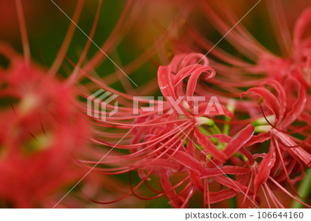 Cluster amaryllis Cluster amaryllis 106644160