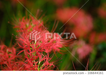 群集孤挺花 106644161