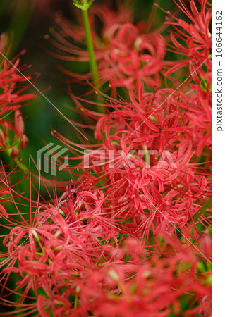 群集孤挺花 106644162