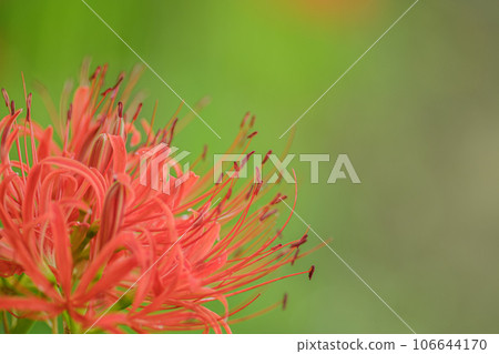 Cluster amaryllis 106644170