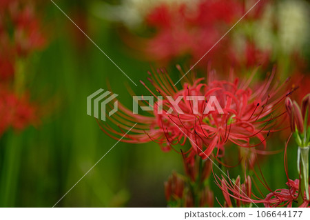 群集孤挺花 106644177