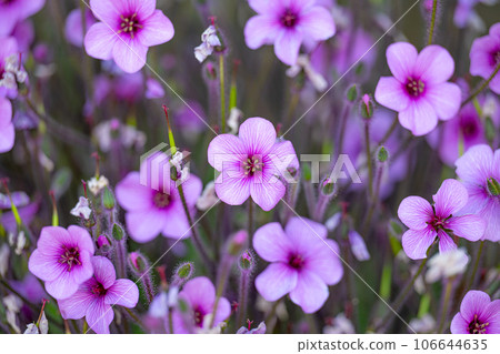 Madeiran geranium flowers closeup Madeiran geranium flowers closeup 106644635