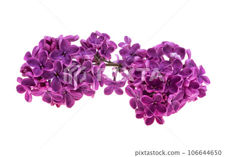 lilac flowers isolated 106644650