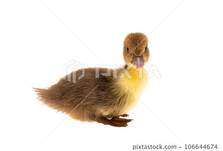 ducklings isolated 106644674