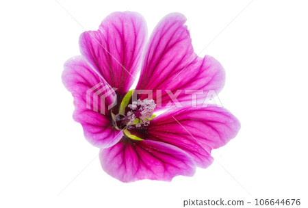 wood mallow isolated 106644676
