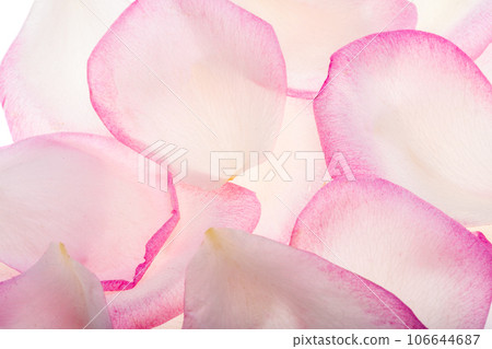 pink rose petals isolated pink rose petals isolated 106644687