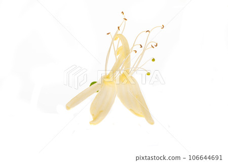 honeysuckle flower isolated 106644691