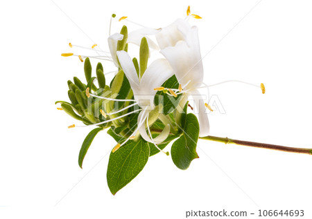 honeysuckle flower isolated honeysuckle flower isolated 106644693