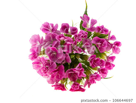 perennial carnation isolated 106644697