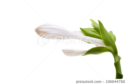 Hosta flowers isolated 106644788