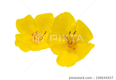 yellow mullein yellow flower isolated yellow mullein yellow flower isolated 106644837