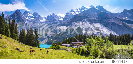 Swiss Alpine scenery - cows and green pastures surrounded by snowy peaks and turquose lake Oeschinesee. Switzerland travel and nature Swiss Alpine scenery - cows and green pastures surrounded by snowy peaks and turquose lake Oeschinesee. Switzerland travel and nature 106644981