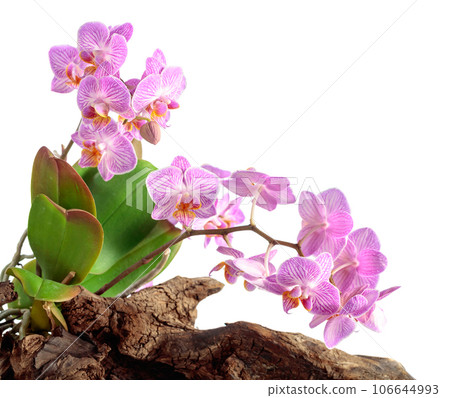 Violet orchid on an old wooden snag, isolated on white. 106644993