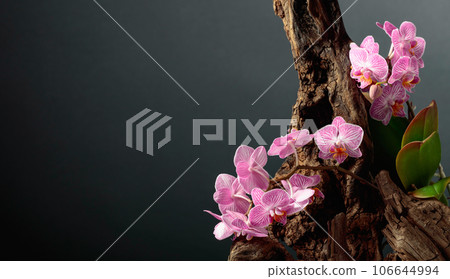 Violet orchid on an old wooden snag. 106644994