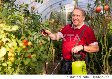 Man gardener spraying trees with garden spray in hothouse 106645033