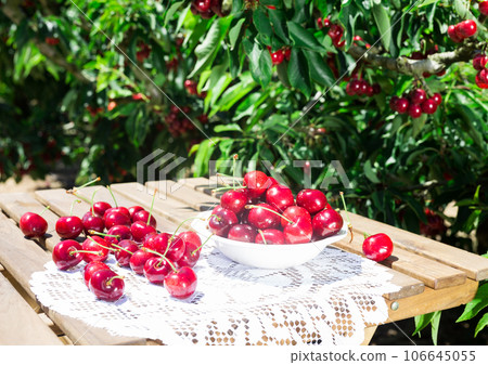 Ripe juicy cherry berry in a white vase on a lace napkin on the table 106645055