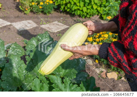 Freshly cut ripe zucchini or courgette in woman's hands. 106645677