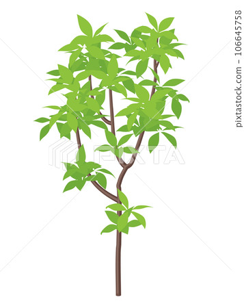 young tree illustration young tree illustration 106645758