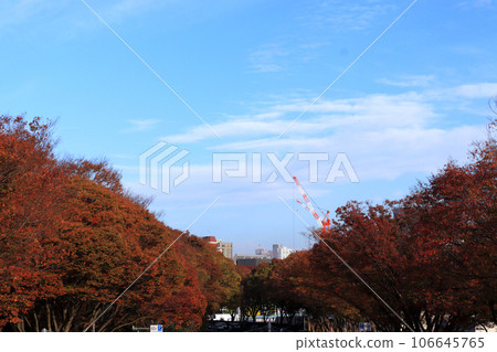 Autumnal roadside trees 106645765