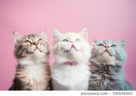 Three fluffy cats look up Three fluffy cats look up 106646001