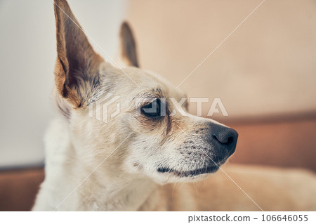 Funny head shot of a chihuahua crossbreed facing forward. He looks away curiously. On a light background. with space to copy. High quality photo Funny head shot of a chihuahua crossbreed facing forward. He looks away curiously. On a light background. with space to copy. High quality photo 106646055