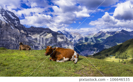 Switzerland nature scenery. Green swiss pastures fields with cows surrounded by Alps mountains and snowy peaks 106646535