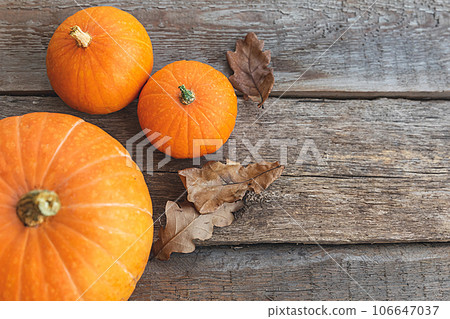 Autumnal Background. Natural autumn fall view pumpkins on wooden background. Inspirational october or september wallpaper. Change of seasons ripe organic food concept. Halloween party Thanksgiving day 106647037