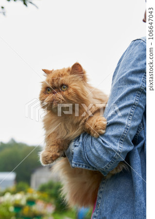 Cat on the owner hands on the nature. 106647043