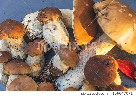 Autumn fall composition. Raw edible mushrooms Penny Bun on dark black stone shale background. Ceps over gray table. Cooking delicious organic mushroom gourmet food. Flat lay top view Autumn fall composition. Raw edible mushrooms Penny Bun on dark black stone shale background. Ceps over gray table. Cooking delicious organic mushroom gourmet food. Flat lay top view 106647071
