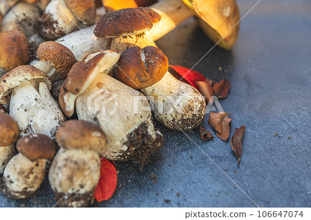 Autumn fall composition. Raw edible mushrooms Penny Bun on dark black stone shale background. Ceps over gray table. Cooking delicious organic mushroom gourmet food. Flat lay top view 106647074