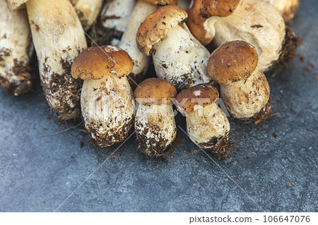 Autumn fall composition. Raw edible mushrooms Penny Bun on dark black stone shale background. Ceps over gray table. Cooking delicious organic mushroom gourmet food. Flat lay top view 106647076
